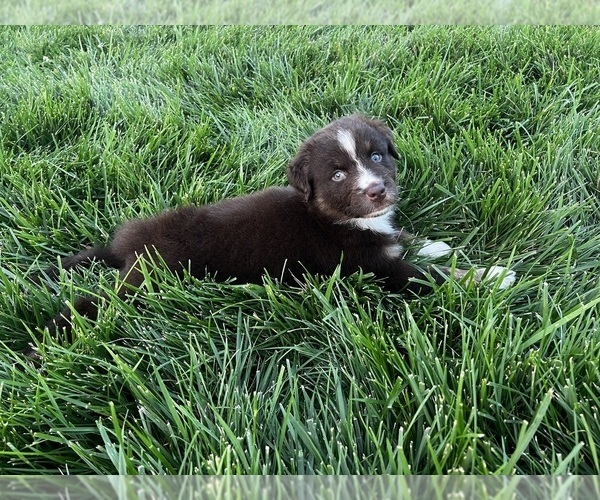 Medium Photo #9 Australian Shepherd Puppy For Sale in RICHMOND, KY, USA