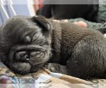 Small Photo #91 Pug Puppy For Sale in HILLSDALE, MI, USA