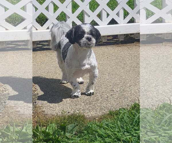 Medium Photo #3 Shih Tzu Puppy For Sale in pomfret, CT, USA
