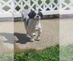 Small #2 Shih Tzu