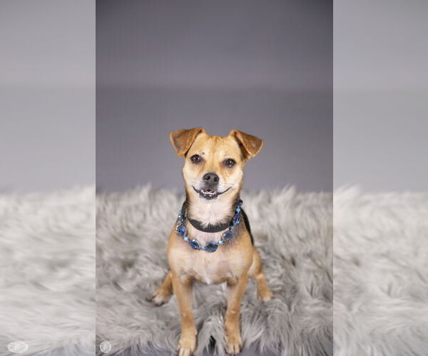 Medium Photo #3 Jack Chi Puppy For Sale in Princeton, MN, USA