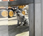 Puppy Patch Schnauzer (Miniature)