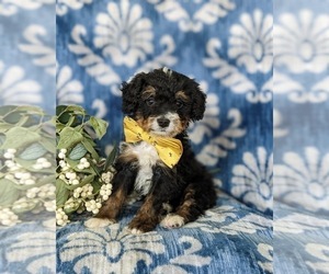 Miniature Bernedoodle Puppy for sale in OXFORD, PA, USA