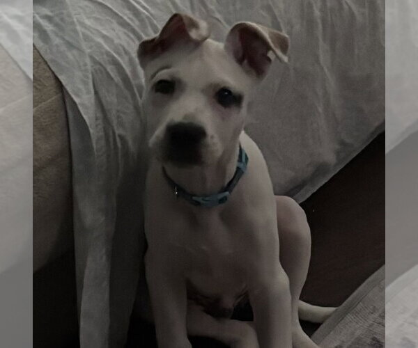 Medium Photo #17 Mutt Puppy For Sale in Brooklyn Center, MN, USA