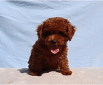 Milo - Male Poodle (Toy) Puppy for Sale - Photo #4