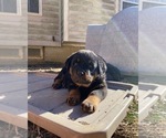 Small Photo #6 Rottweiler Puppy For Sale in FORT WASHINGTON, MD, USA