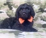 Small Photo #7 Golden Retriever-Goldendoodle Mix Puppy For Sale in LAKELAND, FL, USA