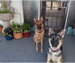 Small #3 German Shepherd Dog
