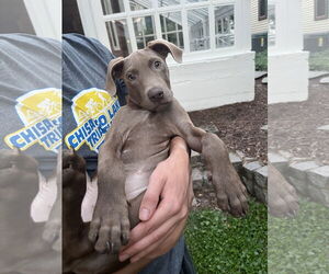 Doberman Pinscher-Unknown Mix Dogs for adoption in Minneaoplis, MN, USA