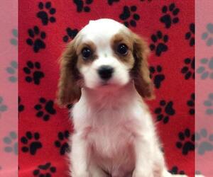 Cavalier King Charles Spaniel Puppy for sale in RUDOLPH, OH, USA