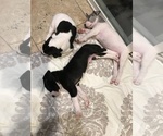 Small Photo #12 Great Dane Puppy For Sale in ANAHEIM, CA, USA