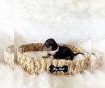 Small #4 Dachshund