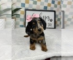 Small #2 Dachshund