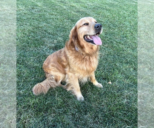 Medium Photo #1 Golden Retriever Puppy For Sale in CONCORDIA, MO, USA