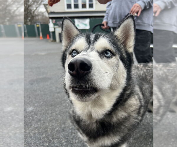 Medium Photo #30 Siberian Husky Puppy For Sale in Brewster, NY, USA
