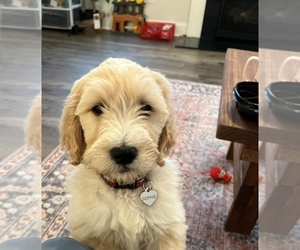 Goldendoodle Puppy for sale in DUNCAN, SC, USA