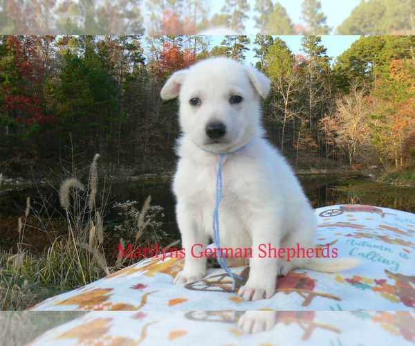 Medium Photo #2 German Shepherd Dog Puppy For Sale in PIEDMONT, MO, USA