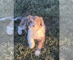 Small Photo #4 Aussiedoodle Miniature  Puppy For Sale in CENTRALIA, IL, USA