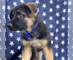 German Shepherd Dog Puppy for sale in LANCASTER, PA, USA