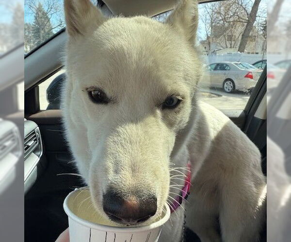 Medium Photo #39 Huskies -Unknown Mix Puppy For Sale in Fargo, ND, USA