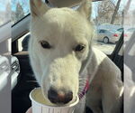 Small #38 Huskies  Mix