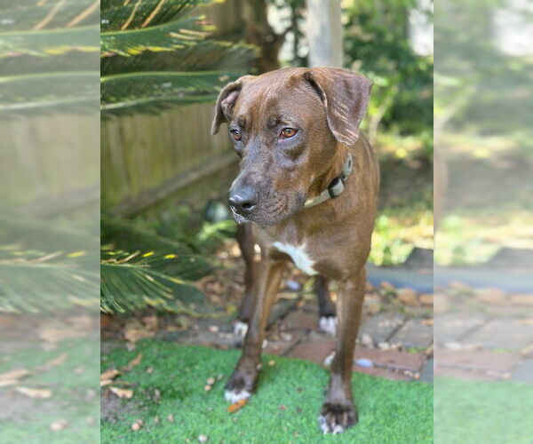 Medium Photo #2 Chocolate Labrador retriever-Unknown Mix Puppy For Sale in Newfoundland, PA, USA