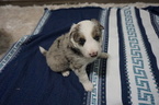 Small Photo #2 Border Collie Puppy For Sale in ROCK ISLAND, IL, USA