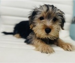 Small Photo #7 Morkie Puppy For Sale in CINCINNATI, OH, USA