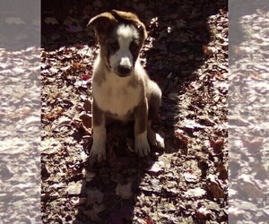 German Shepherd Dog Puppy for Sale in LOGAN, Ohio USA