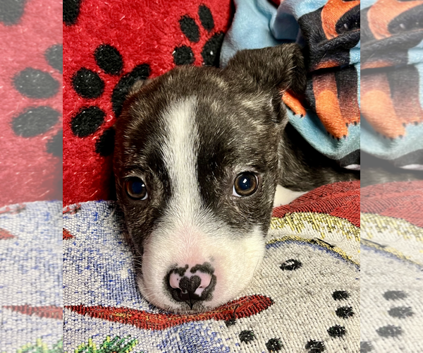 Medium Photo #3 Boston Terrier-Unknown Mix Puppy For Sale in Rockville, MD, USA