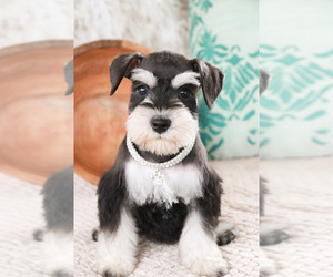 Schnauzer (Miniature) Puppy for sale in SYRACUSE, IN, USA