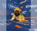 Puppy Scooter Zuchon