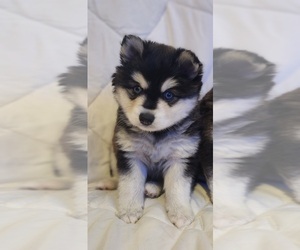 Alaskan Klee Kai Puppy for Sale in PRATTVILLE, Alabama USA