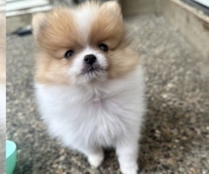 Pomeranian Puppy for sale in FIFE, WA, USA