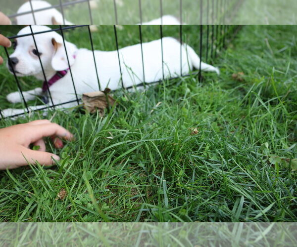 Medium Photo #9 Mutt Puppy For Sale in Oak Bluffs, MA, USA