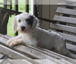 Small Photo #5 Miniature Australian Shepherd-Poodle (Toy) Mix Puppy For Sale in FREDERICKSBURG, OH, USA