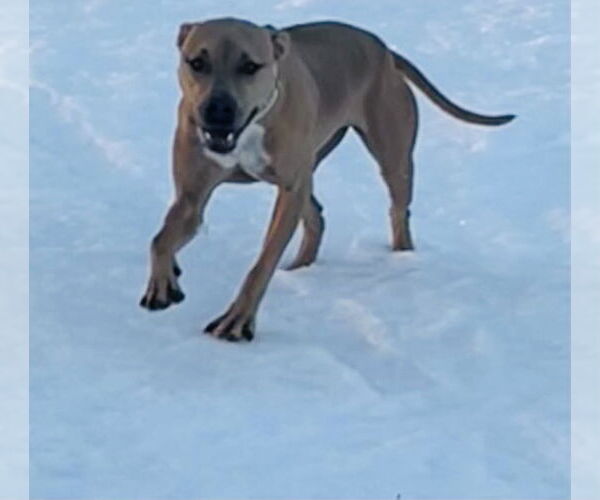 Medium Photo #4 American Bulldog-Unknown Mix Puppy For Sale in Princeton, MN, USA