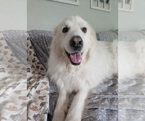 Milana - Female Great Pyrenees Dog for Adoption - Photo #2