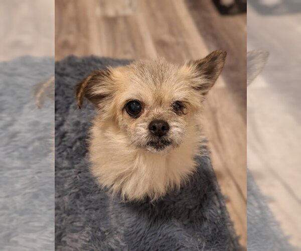 Medium Photo #7 ShiChi Puppy For Sale in The Woodlands, TX, USA