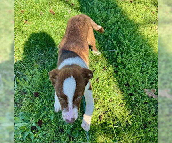 Medium Photo #2 Mutt Puppy For Sale in Sparta, TN, USA