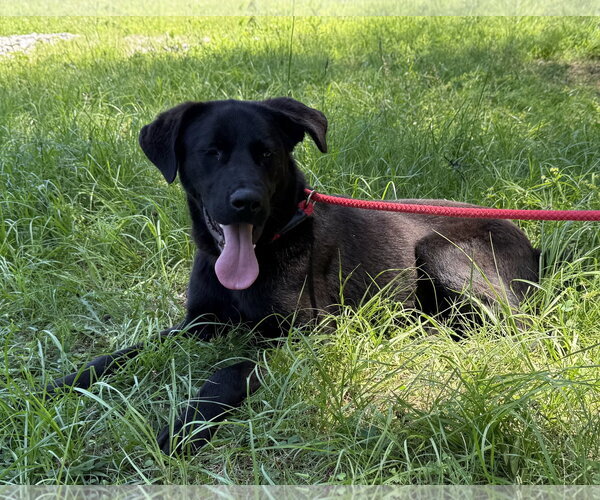 Medium Photo #5 Labrador Retriever-Unknown Mix Puppy For Sale in Wetumpka, AL, USA