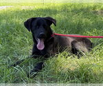Small #4 Labrador Retriever Mix