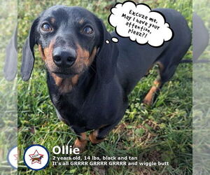 Dachshund Dogs for adoption in Shelbyville, TN, USA