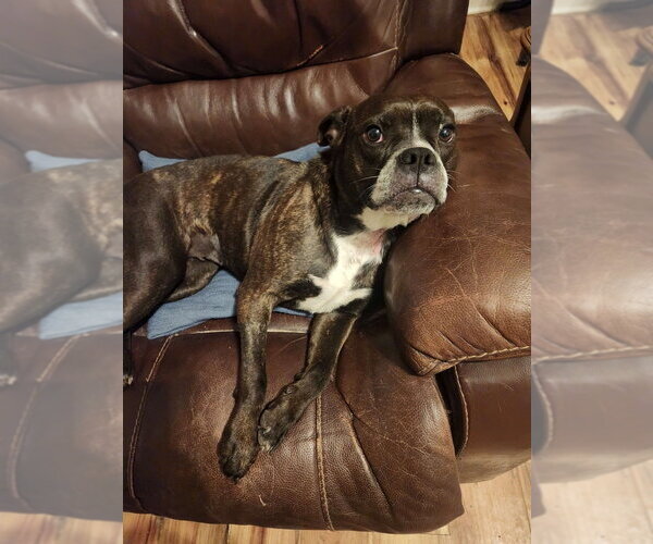 Medium Photo #2 Mutt Puppy For Sale in Boston, MA, USA