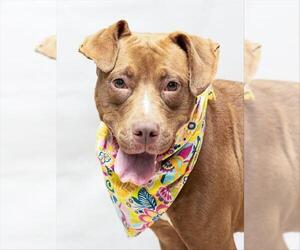 American Pit Bull Terrier Dogs for adoption in Sanford, FL, USA