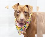 Small American Pit Bull Terrier