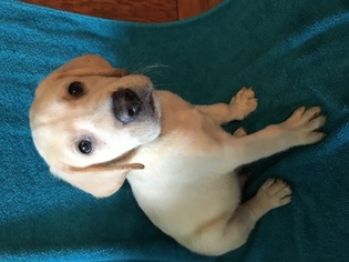 Labrador Retriever Puppy for sale in CAVE CITY, KY, USA