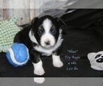 Small Photo #27 Aussie-Corgi Puppy For Sale in LIND, WA, USA