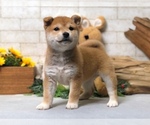 Small Photo #7 Shiba Inu Puppy For Sale in CHICAGO, IL, USA