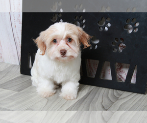 Havanese Puppy for sale in MARIETTA, GA, USA